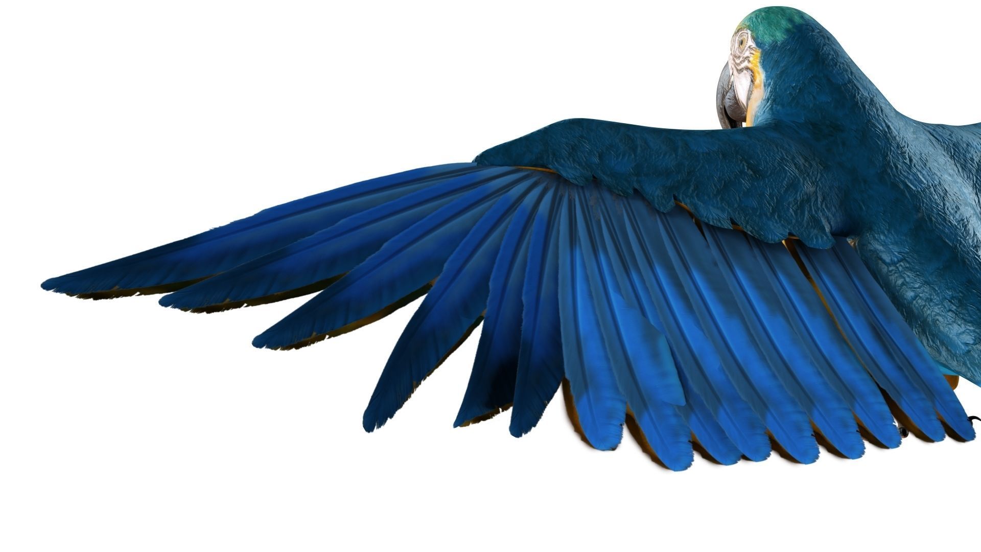 Gold Macaw 3D model_24