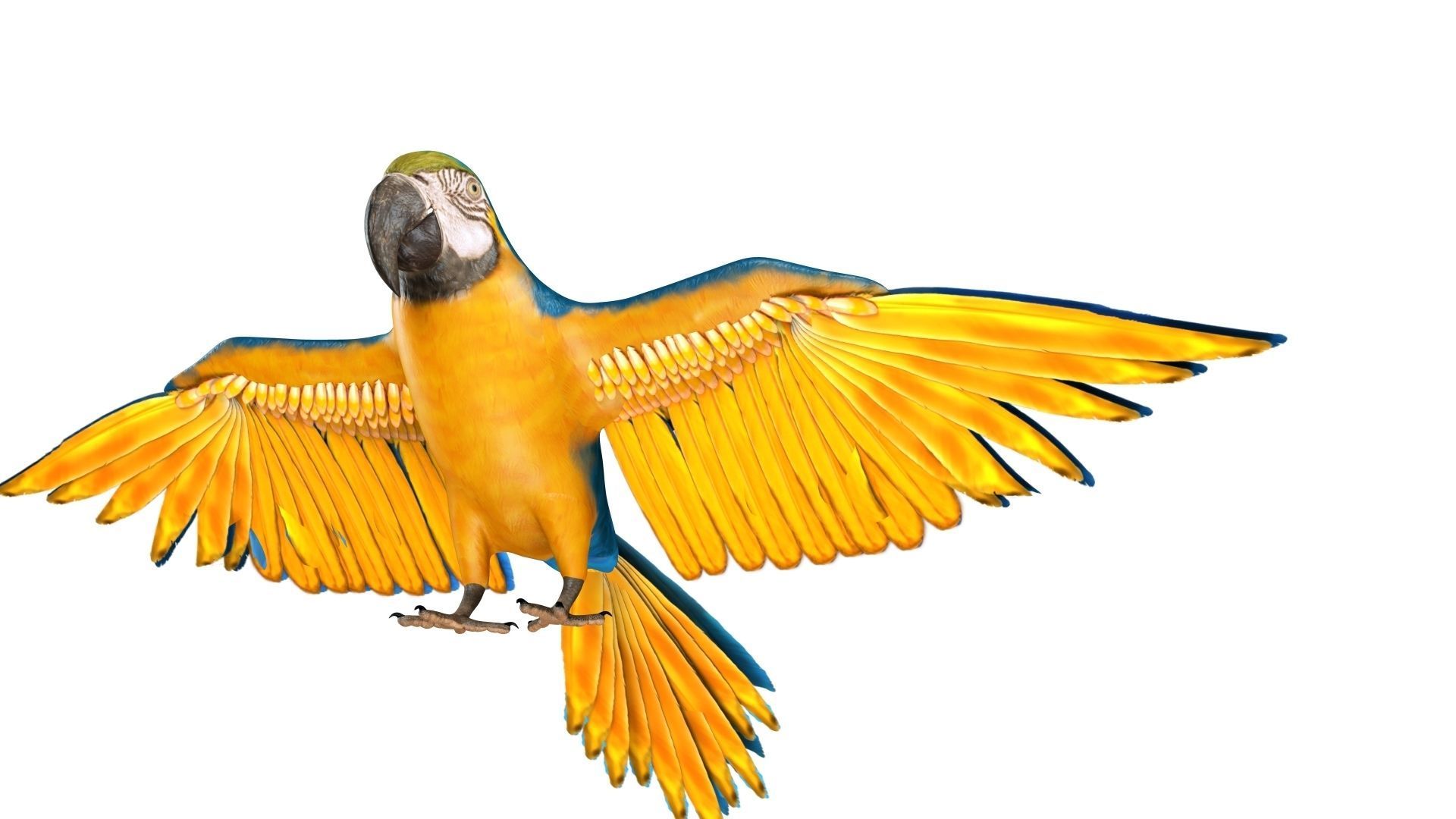Gold Macaw 3D model_15