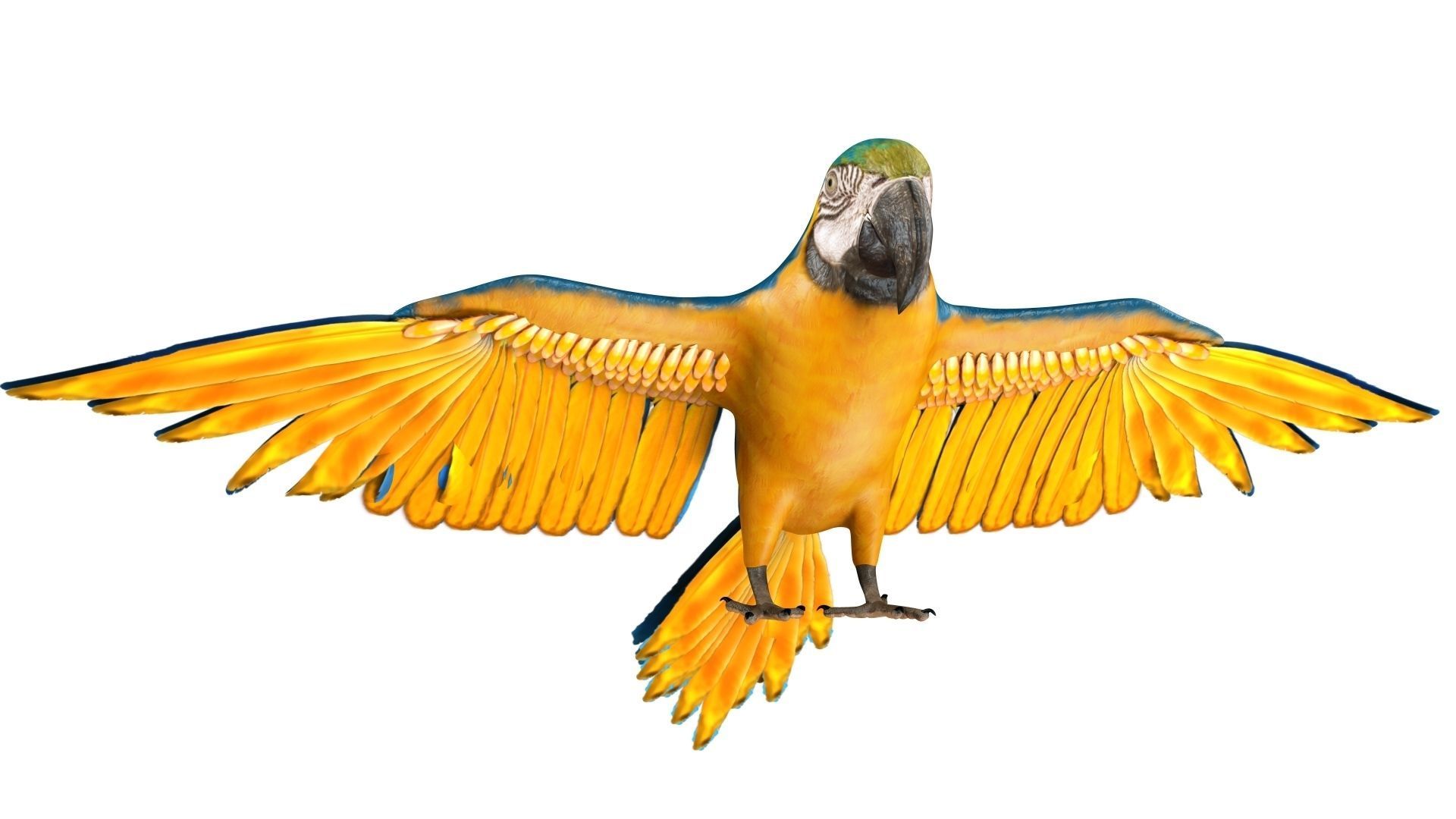 Gold Macaw 3D model_14