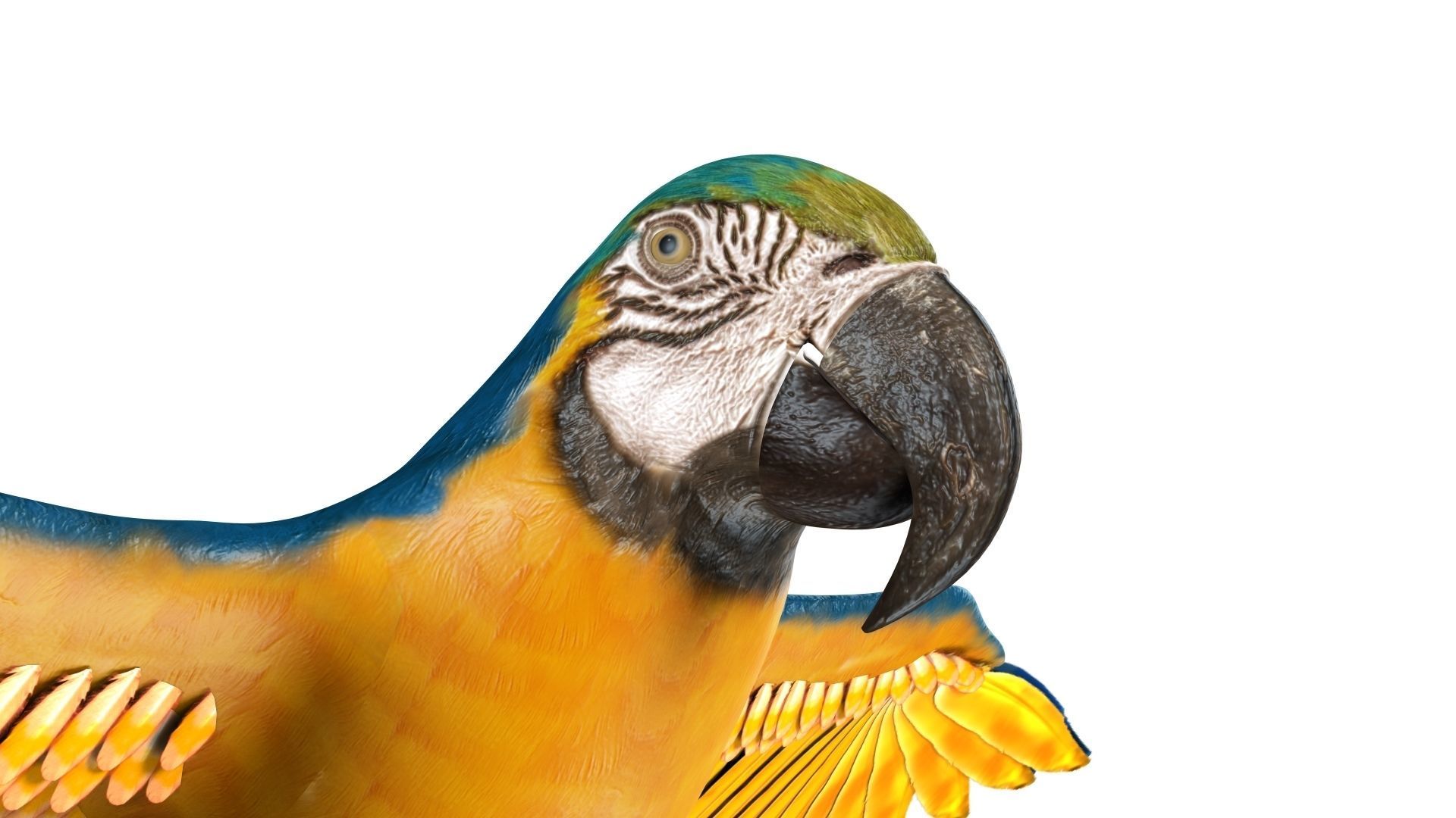 Gold Macaw 3D model_19