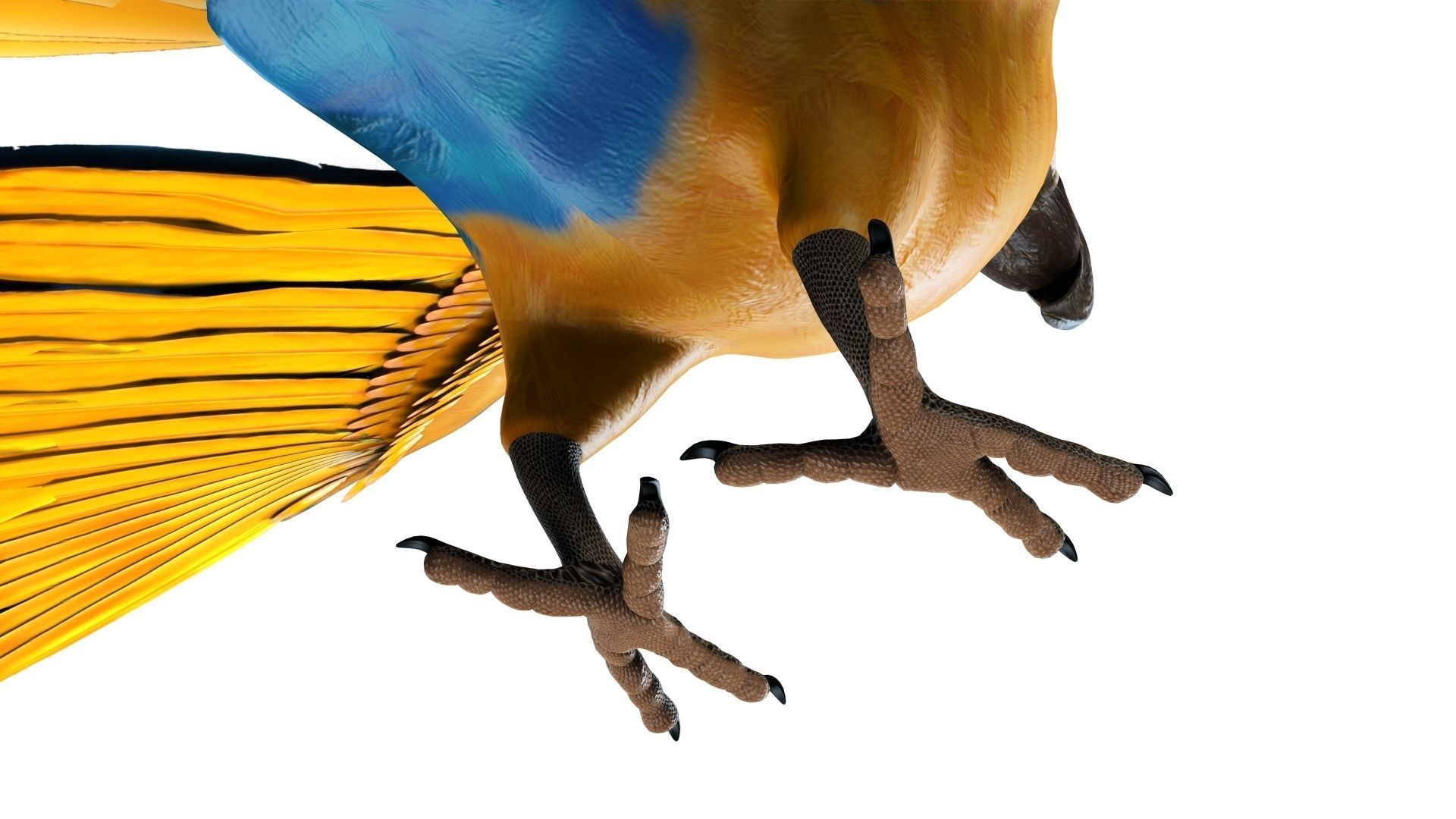 Gold Macaw 3D model_20