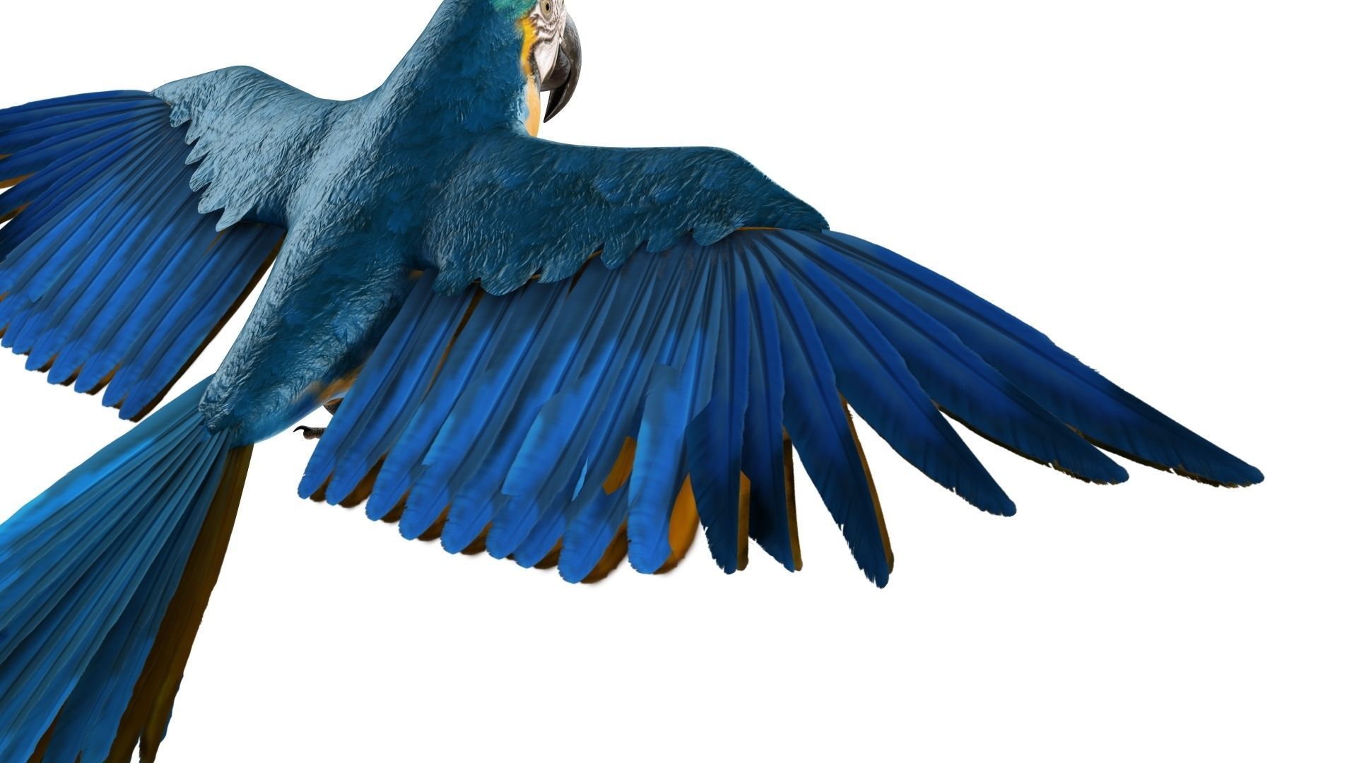 Gold Macaw 3D model_26