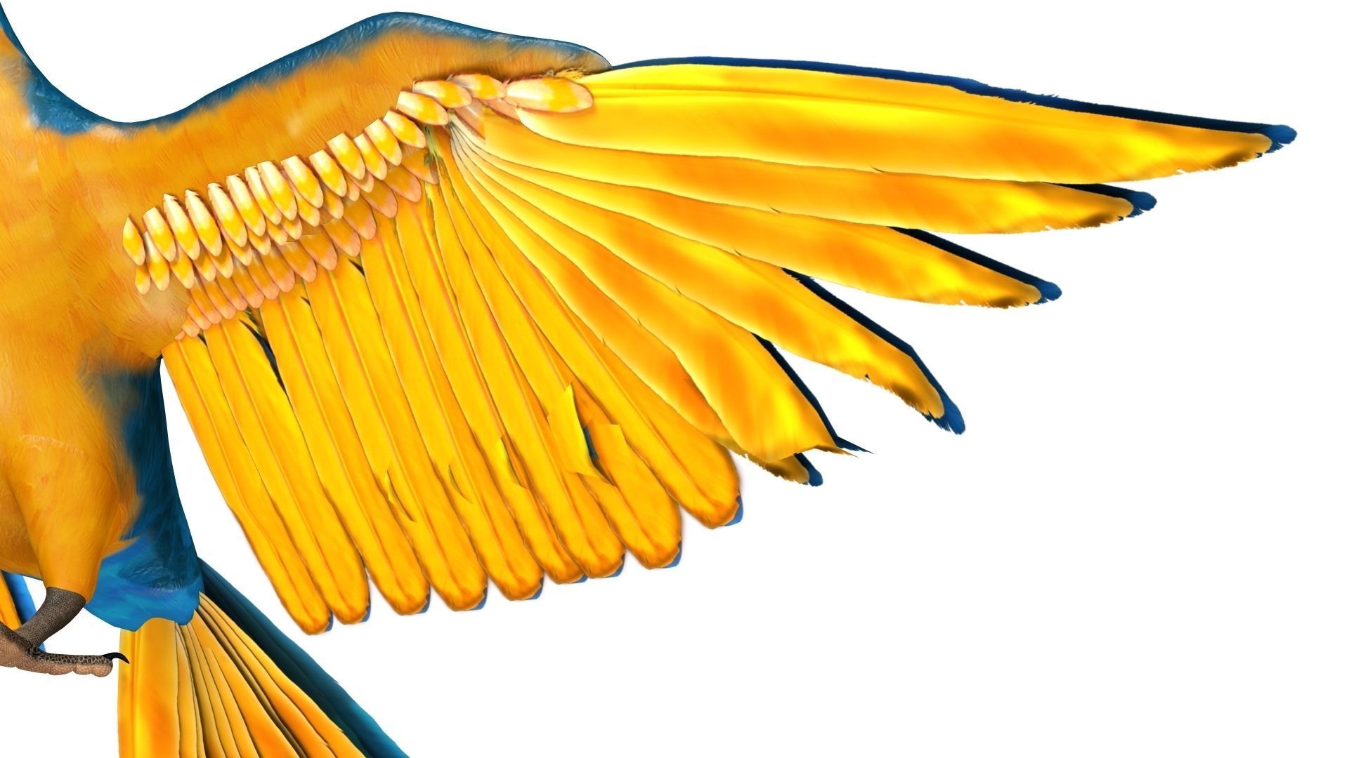 Gold Macaw 3D model_27
