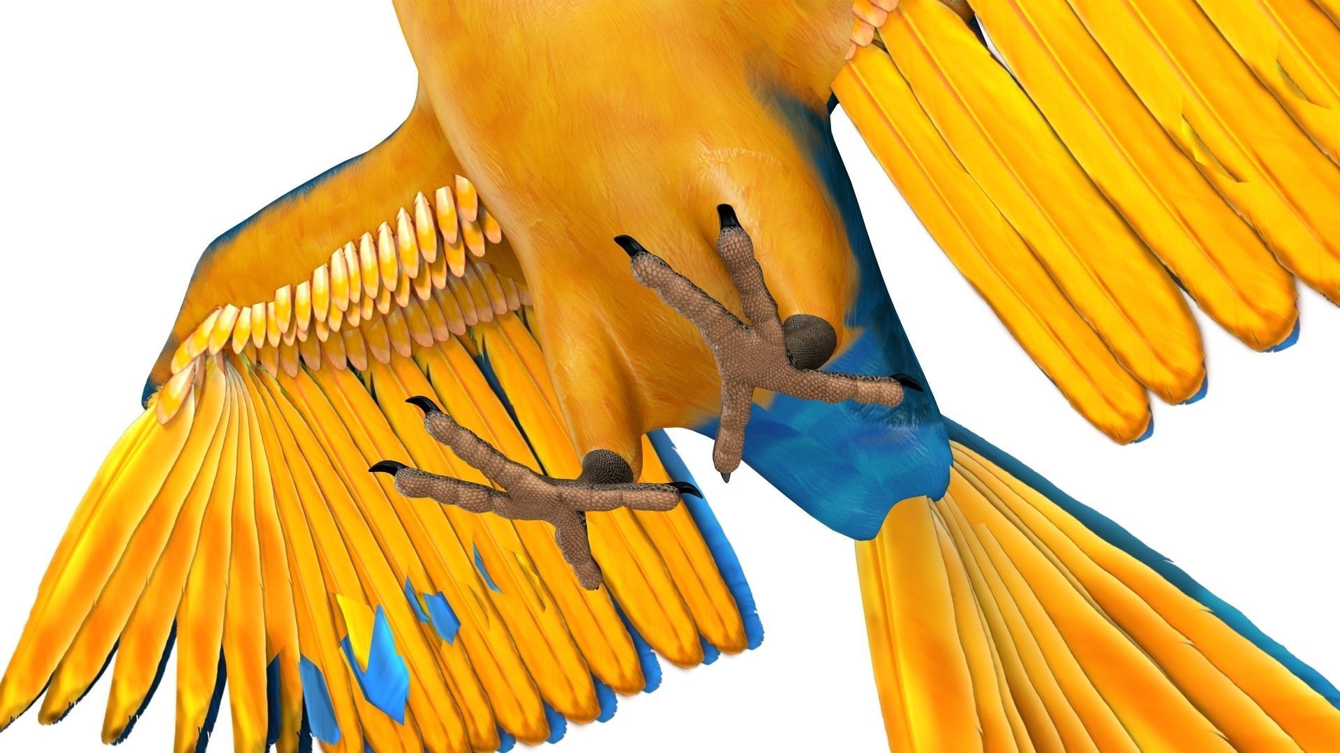 Gold Macaw 3D model_21