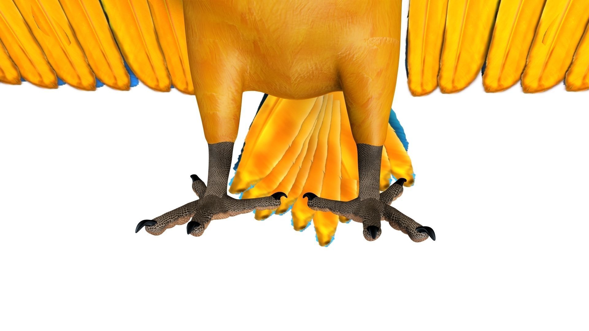 Gold Macaw 3D model_29