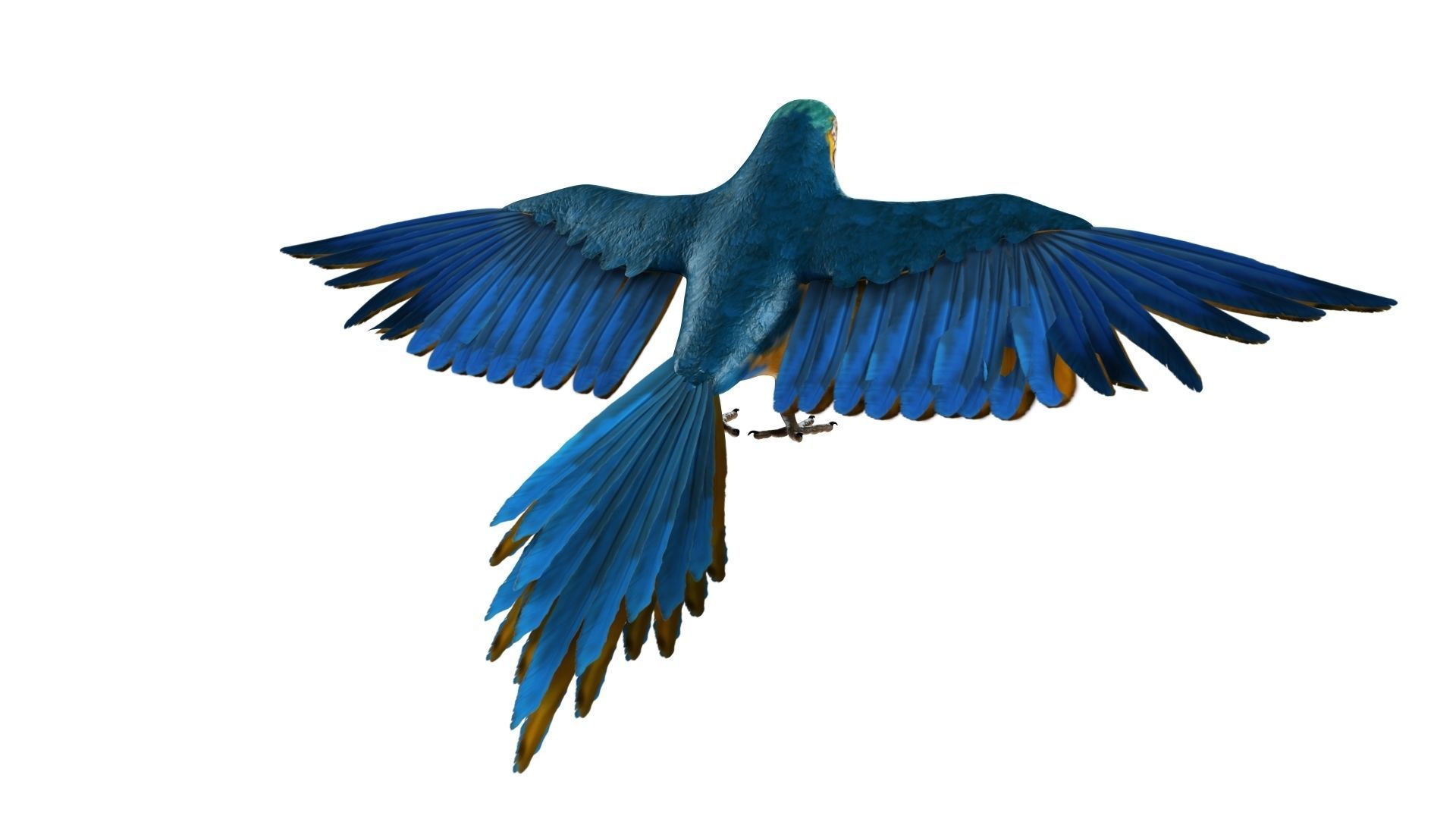 Gold Macaw 3D model_13