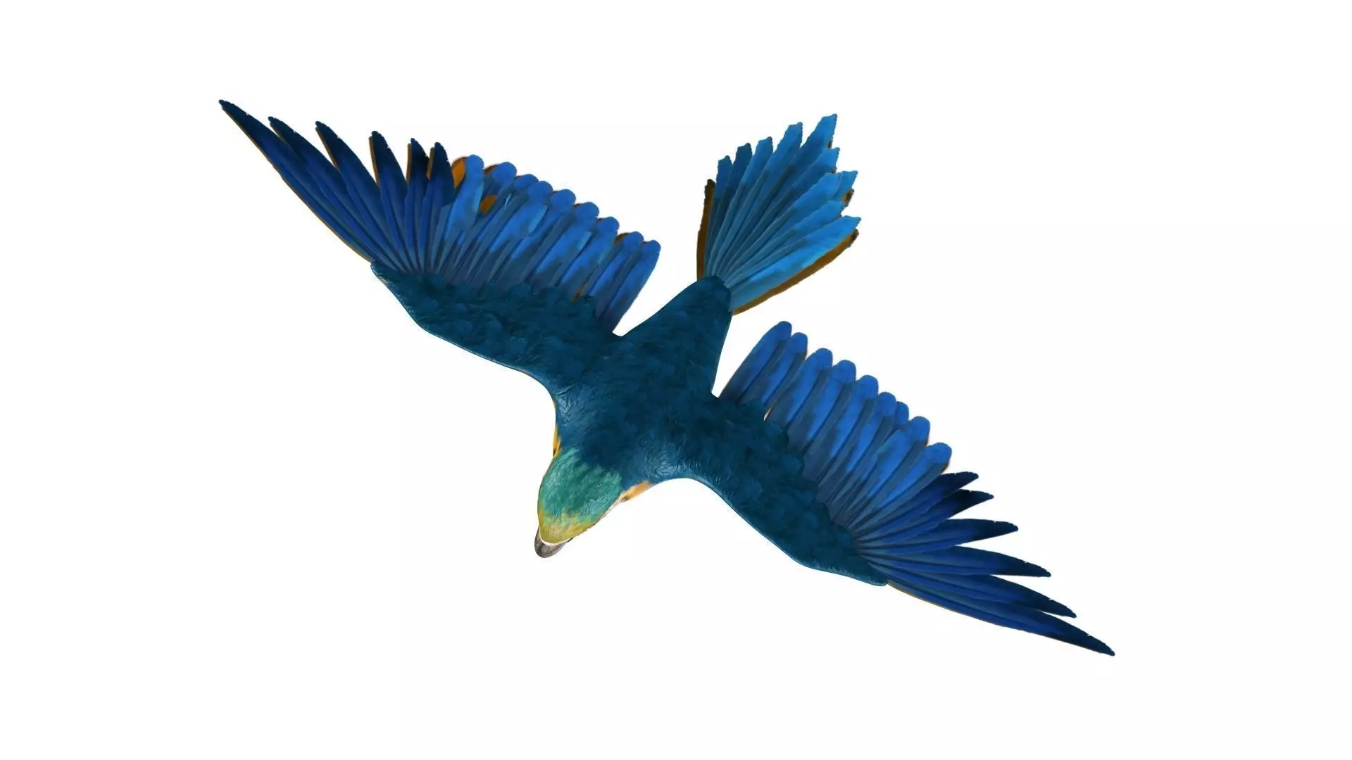 Gold Macaw 3D model_0