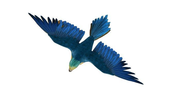 Gold Macaw 3D model