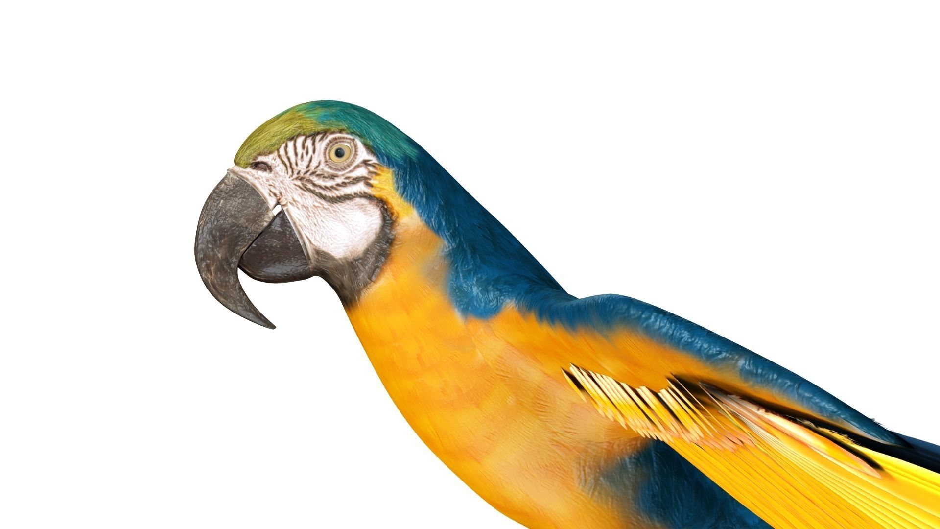 Gold Macaw 3D model_16