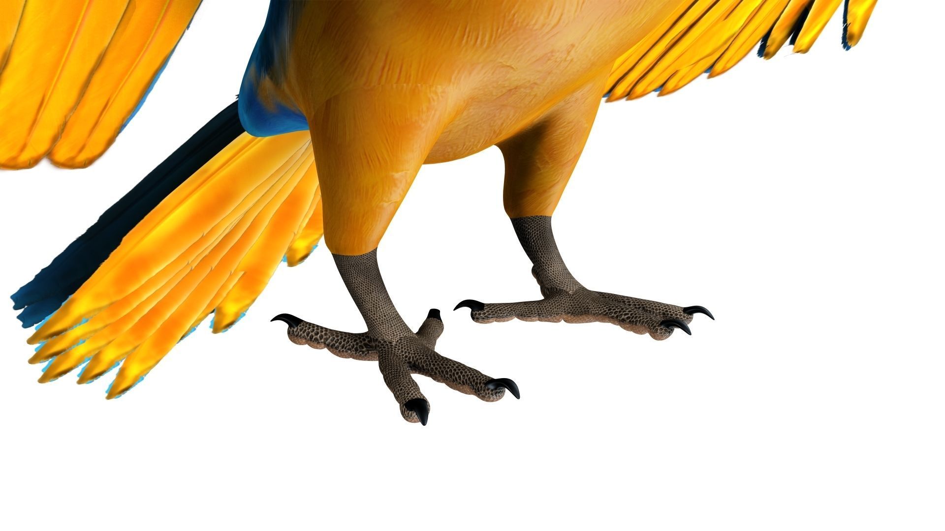 Gold Macaw 3D model_28