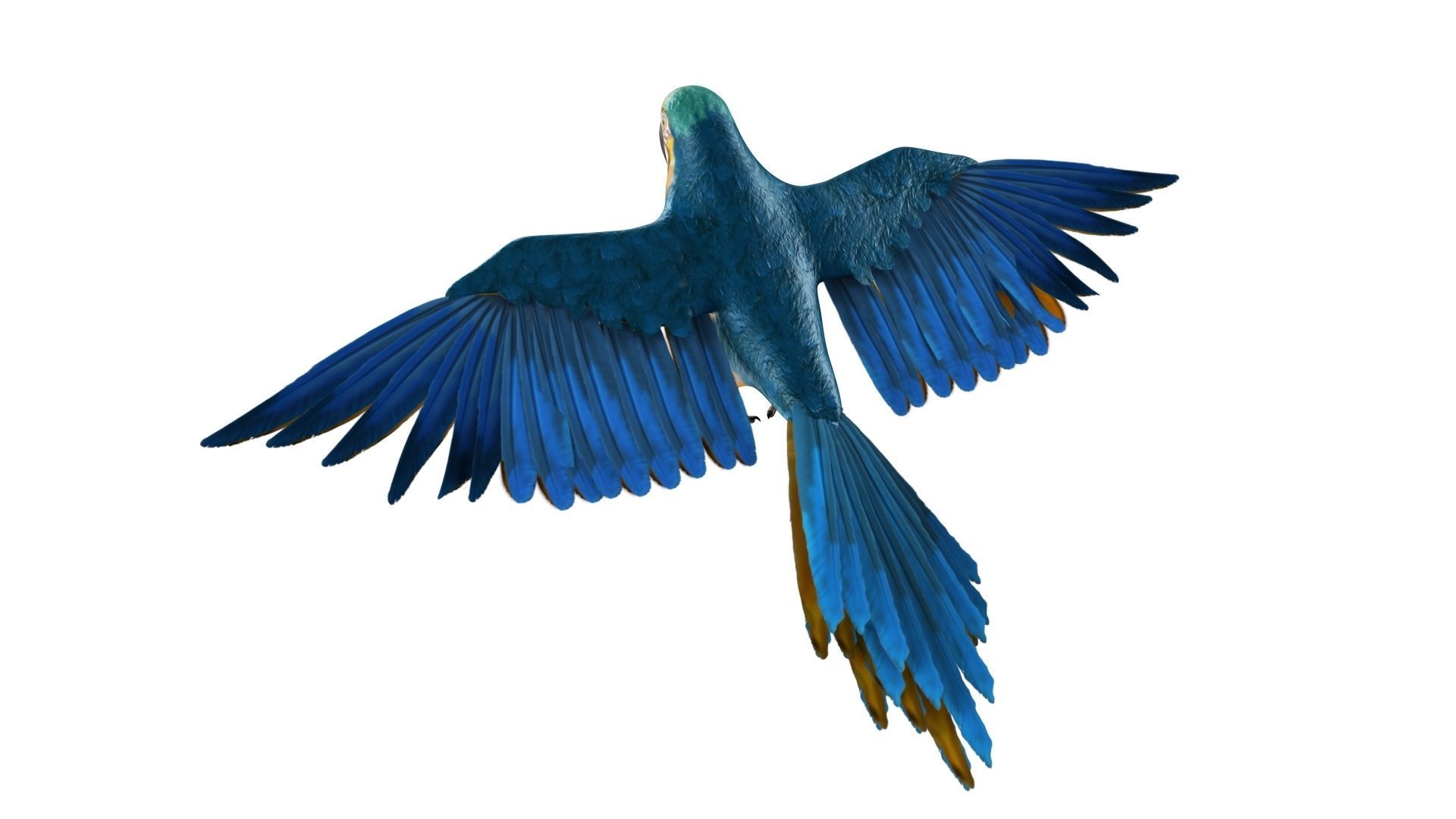 Gold Macaw 3D model_22