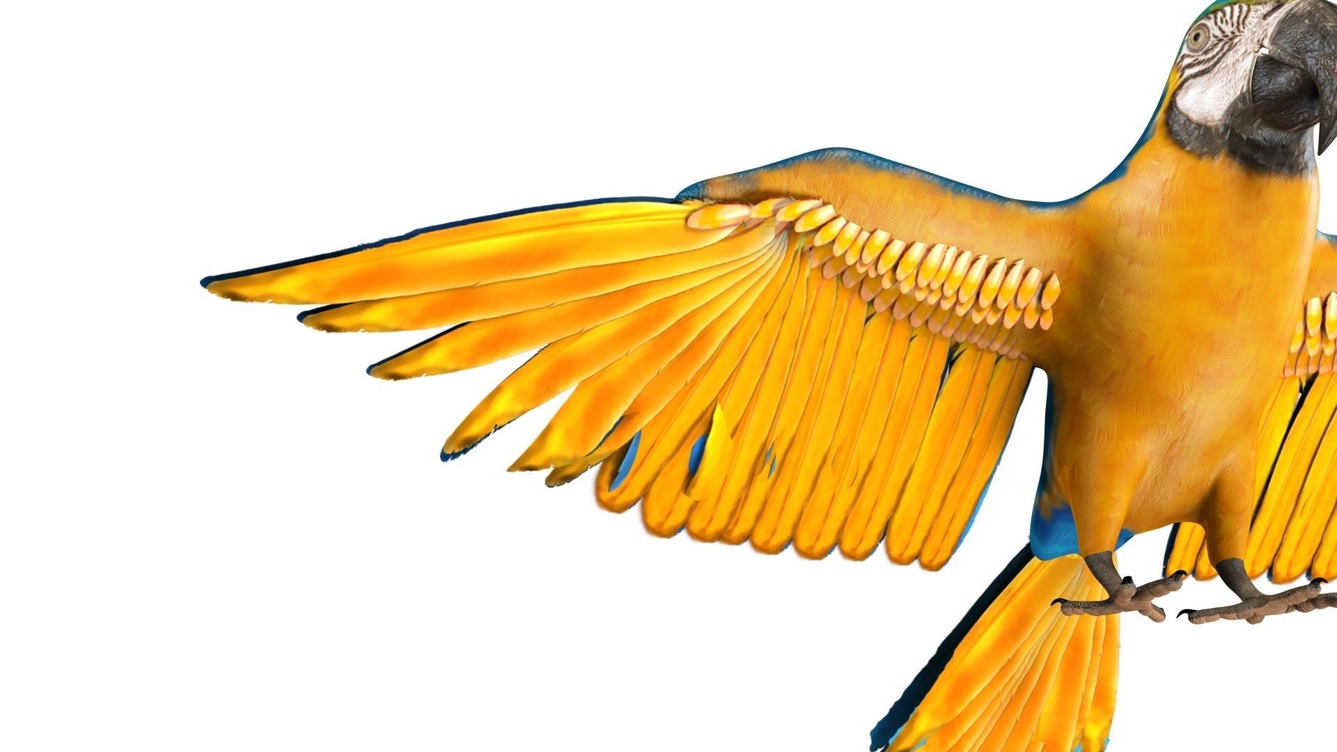 Gold Macaw 3D model_25