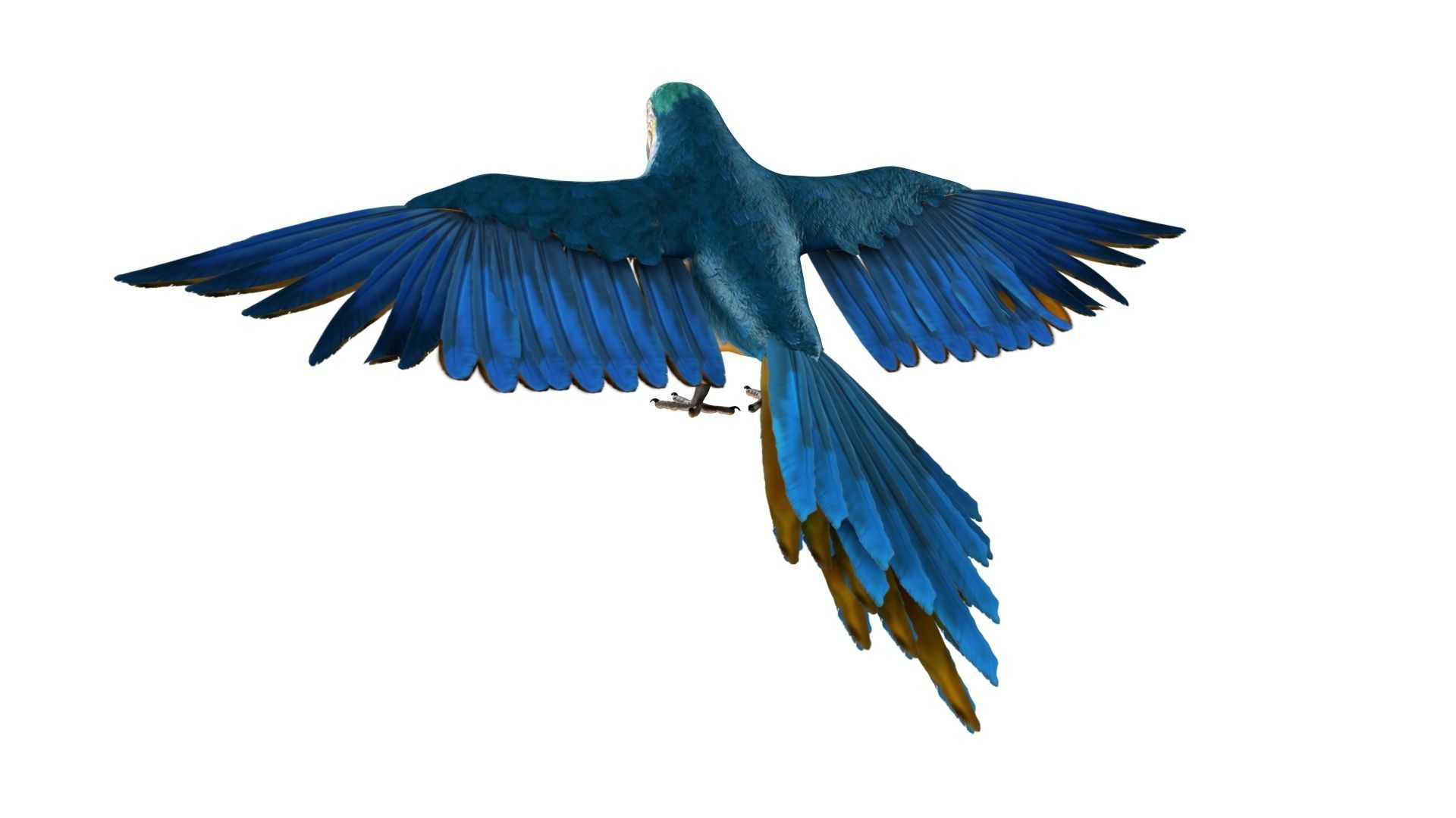 Gold Macaw 3D model_12