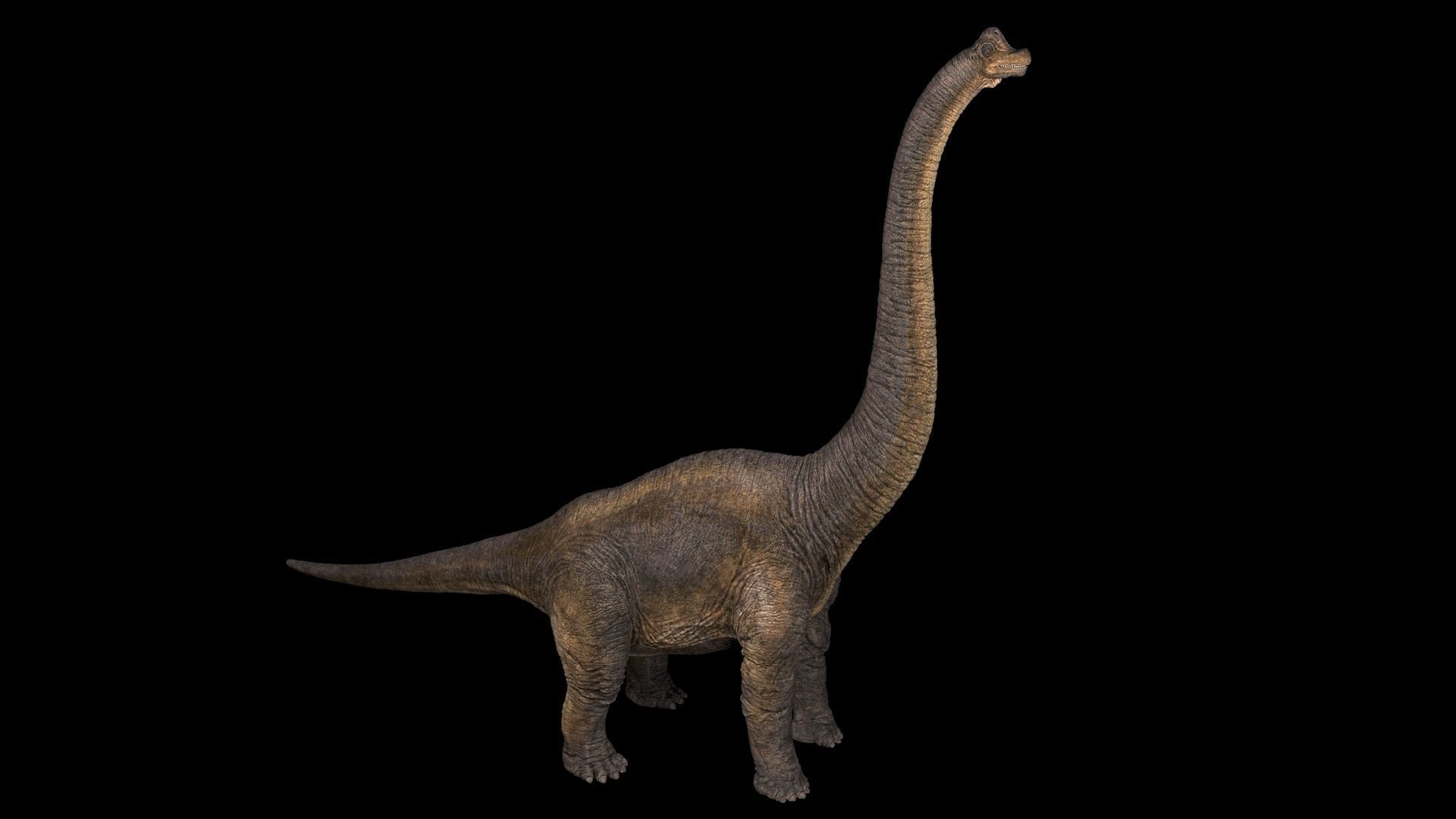 Brachiosaurus-Animated dinosaur Low-poly 3D model_4
