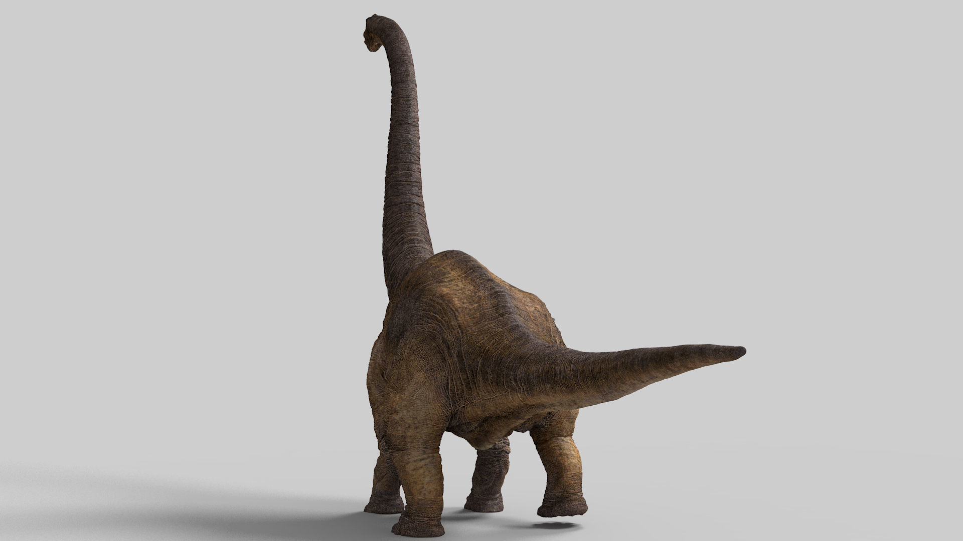 Brachiosaurus-Animated dinosaur Low-poly 3D model_15