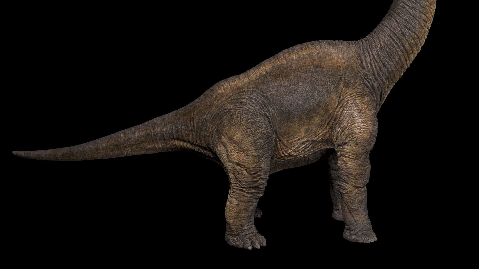 Brachiosaurus-Animated dinosaur Low-poly 3D model_3