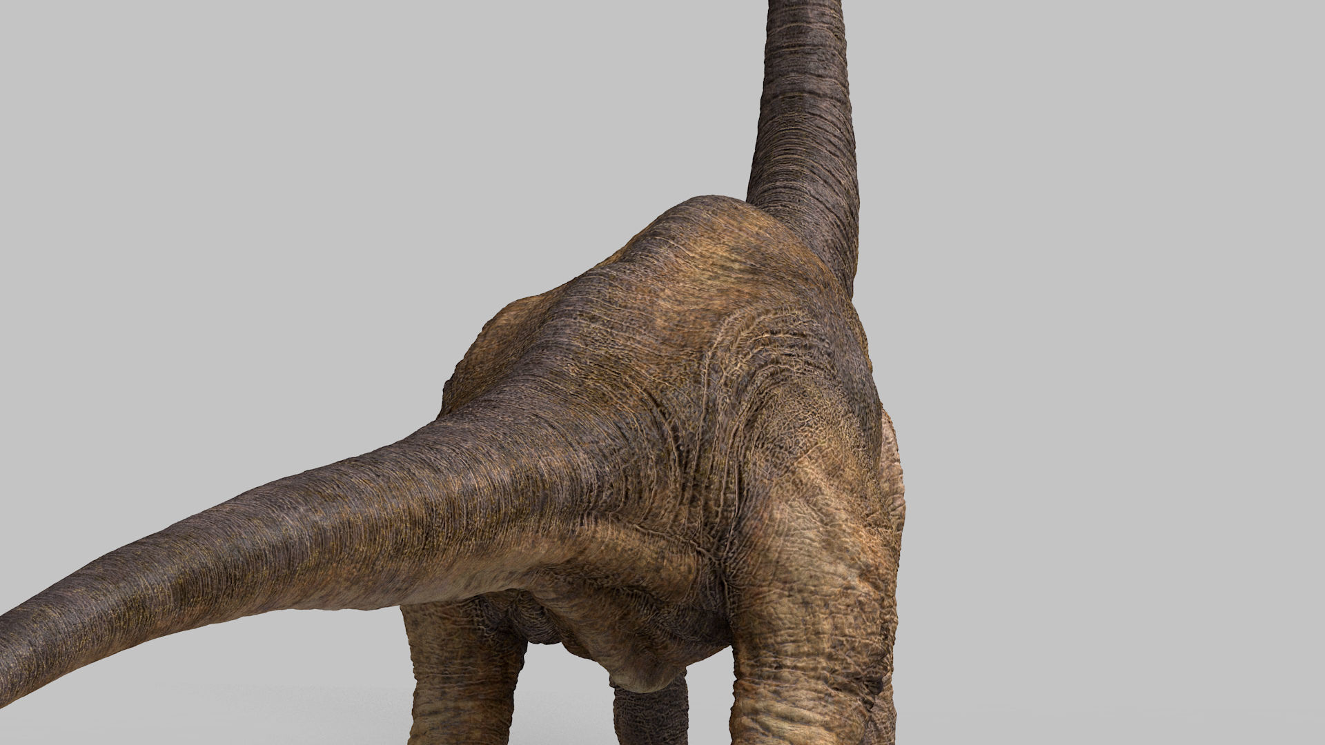 Brachiosaurus-Animated dinosaur Low-poly 3D model_16