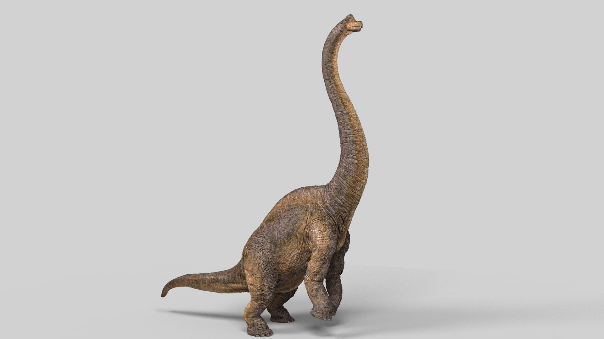 Brachiosaurus-Animated dinosaur Low-poly 3D model_14