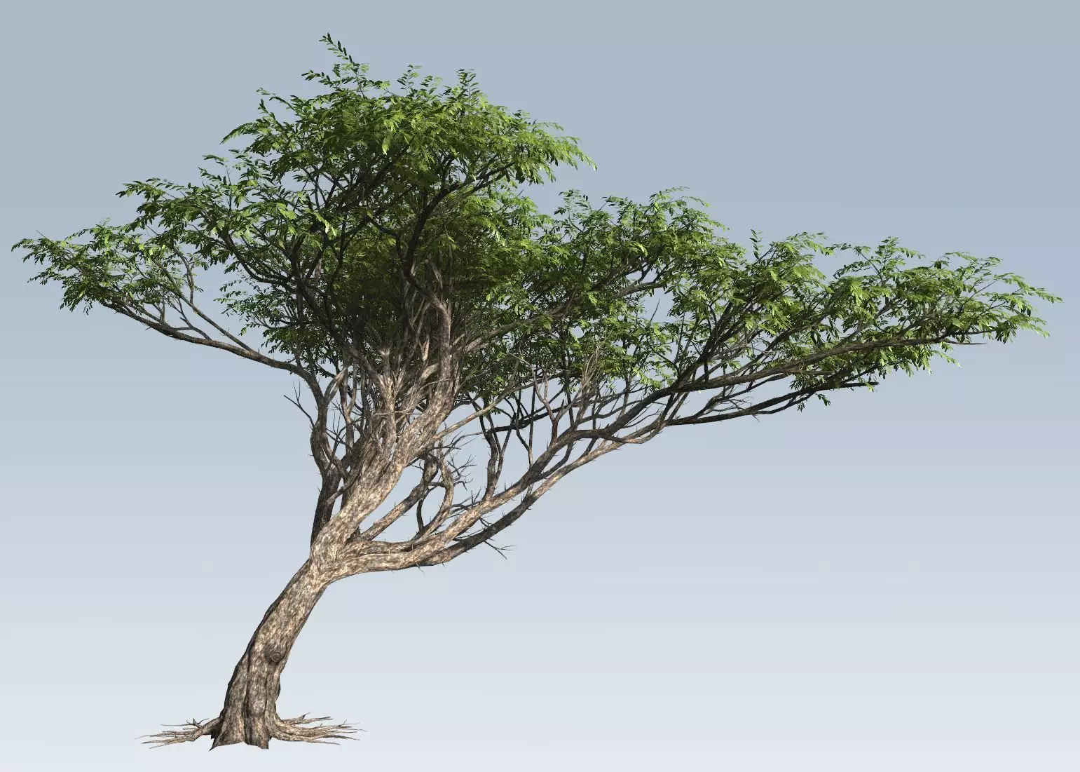 Acacia tree  3D model_0