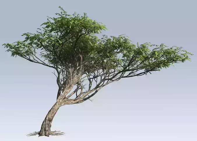 Acacia tree  3D model