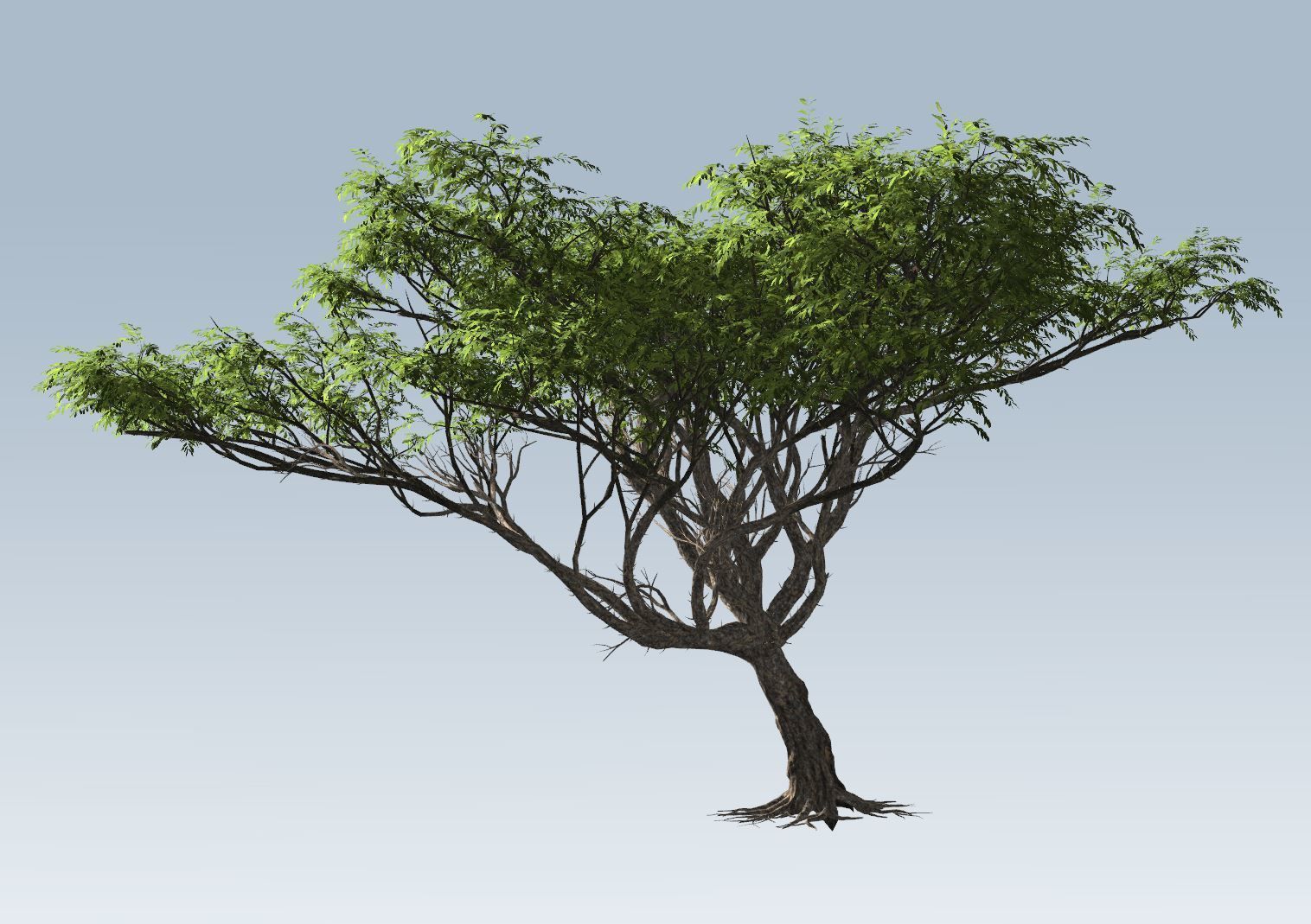 Acacia tree  3D model_6