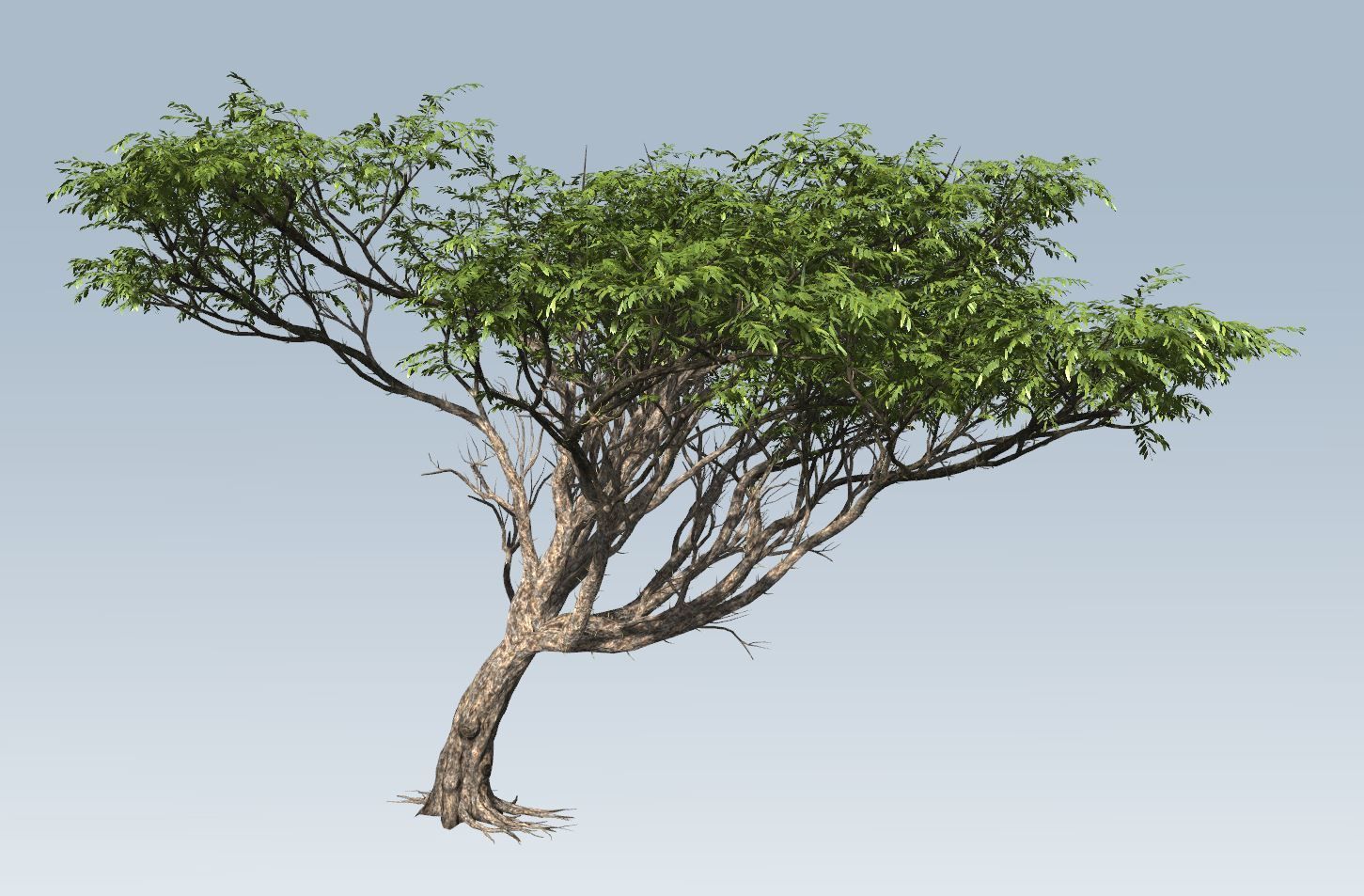 Acacia tree  3D model_3