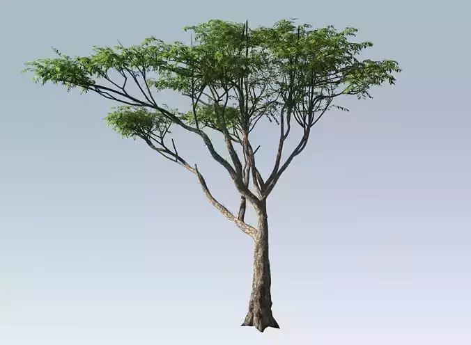 Acacia tree  3D model