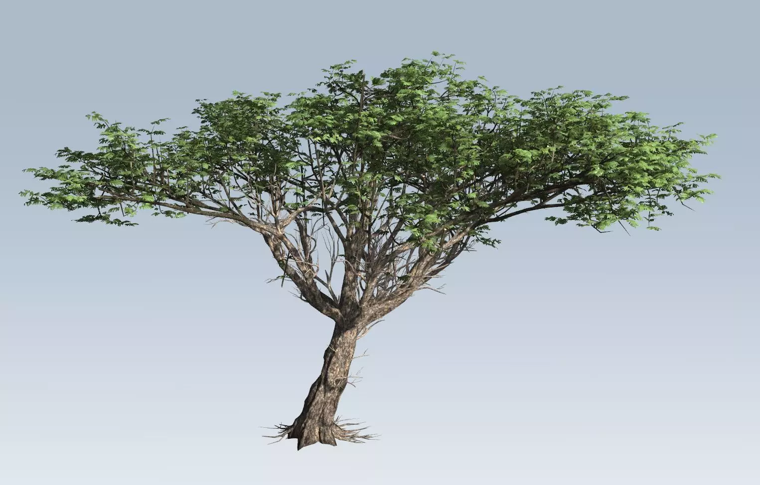 Acacia tree 3D model_0