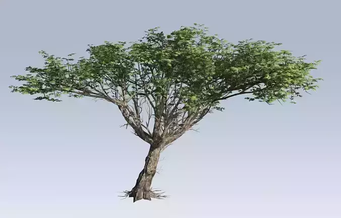Acacia tree  3D model