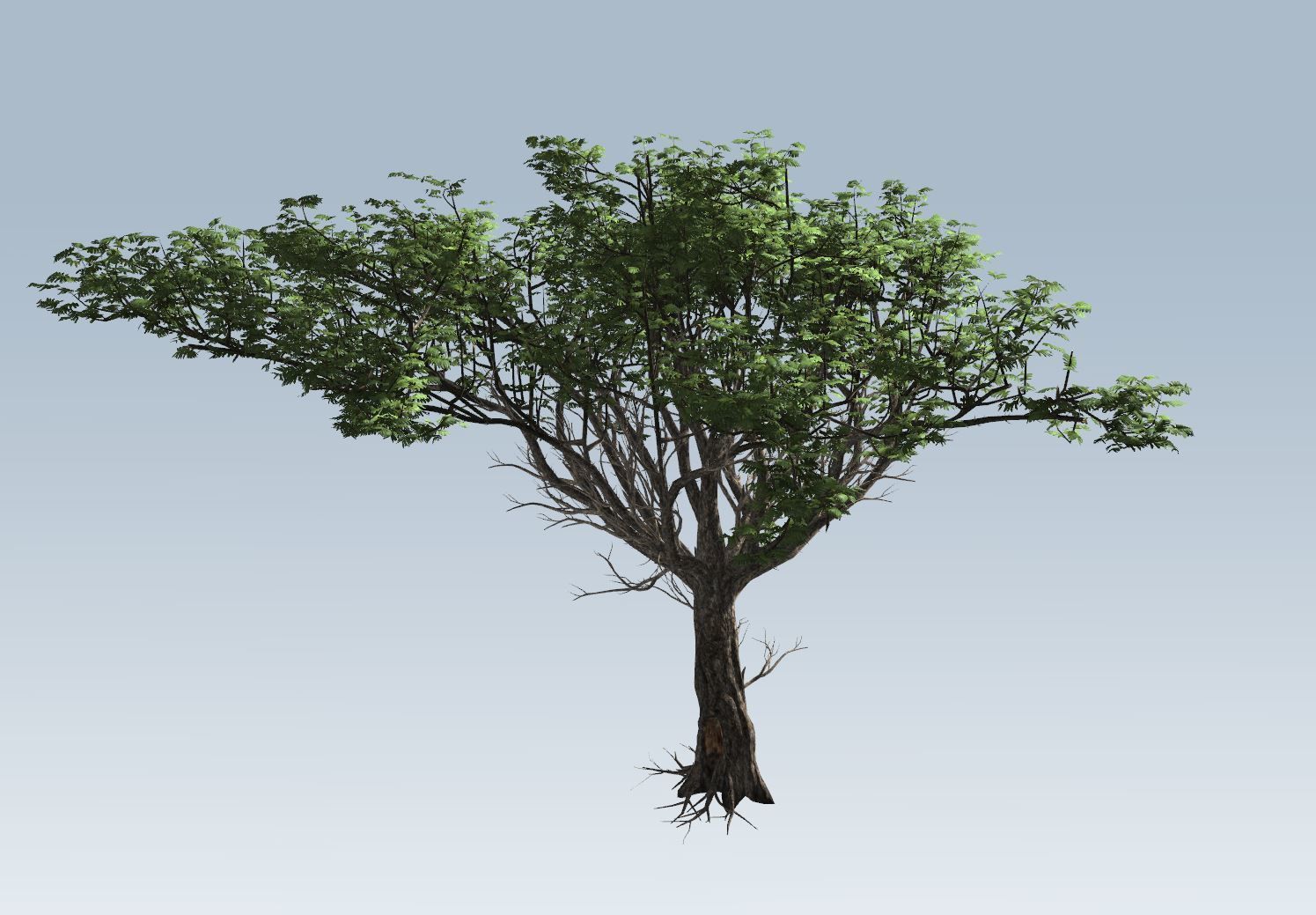 Acacia tree 3D model_8