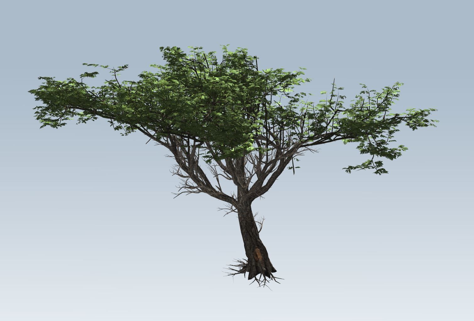 Acacia tree 3D model_7