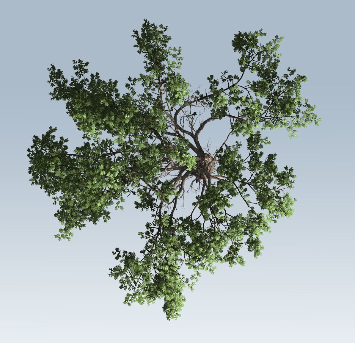 Acacia tree  3D model_9