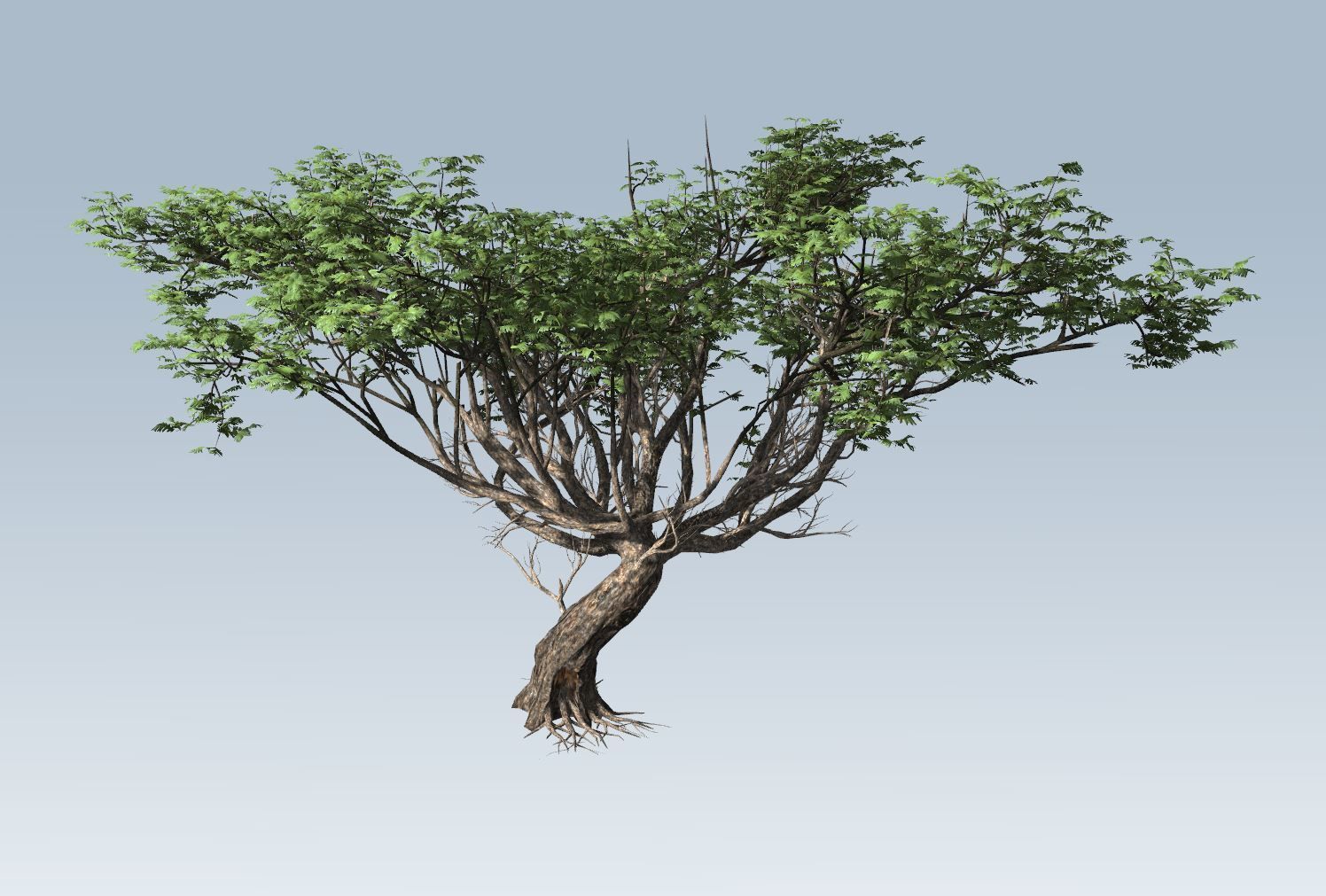Acacia tree  3D model_4
