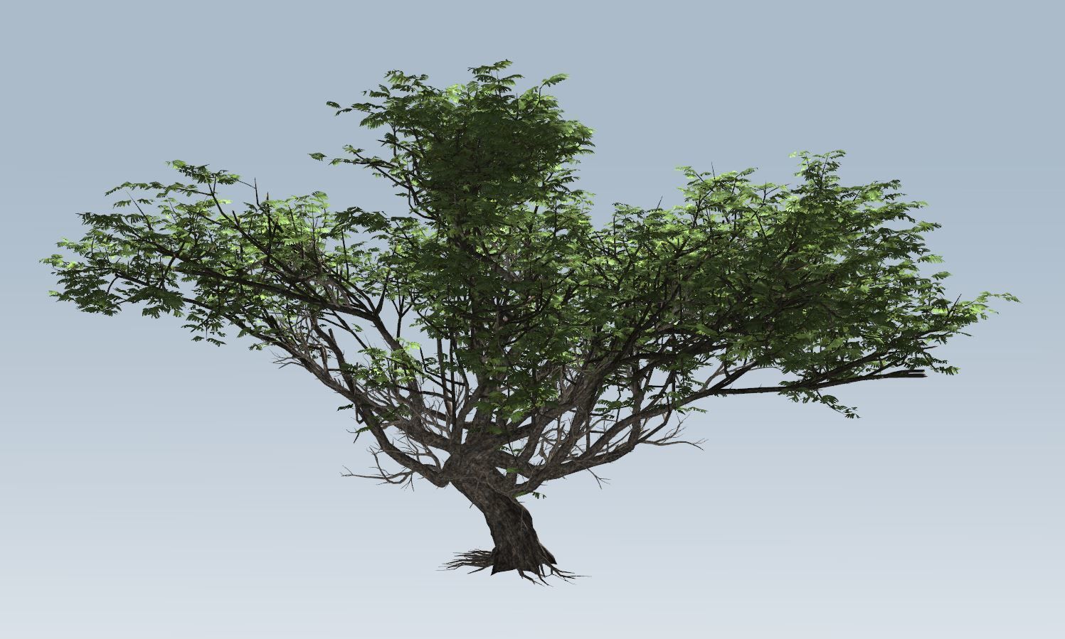 Acacia tree  3D model_7