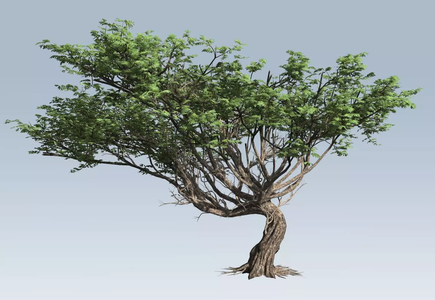 Acacia tree  3D model_0