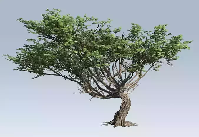 Acacia tree  3D model