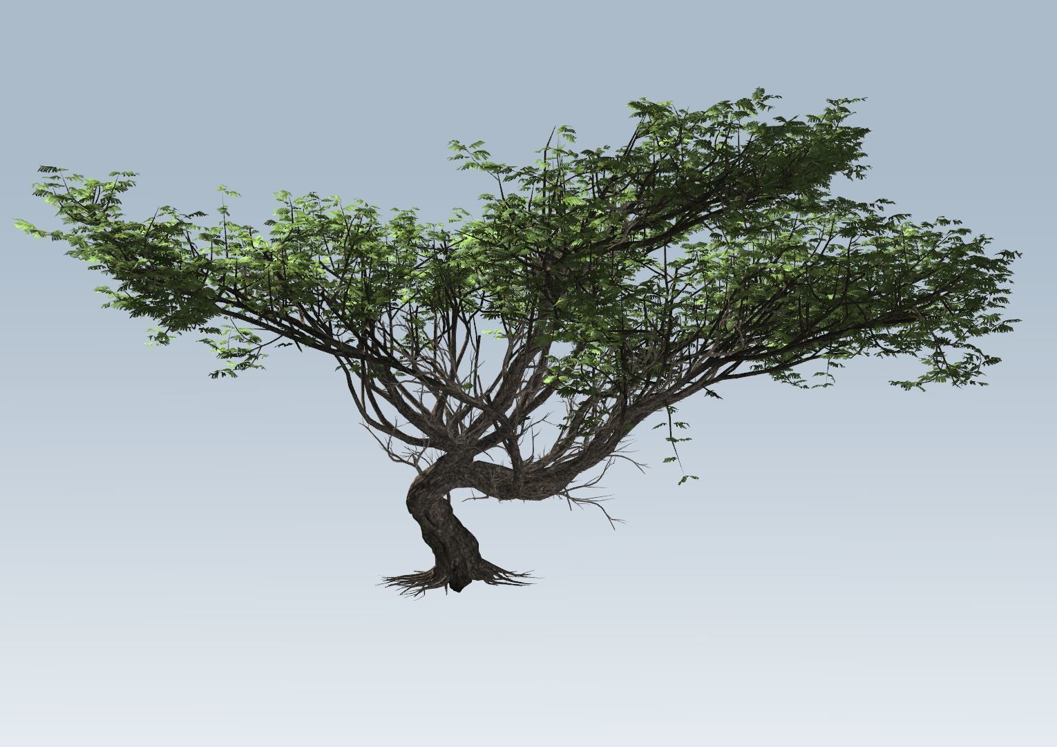 Acacia tree  3D model_6