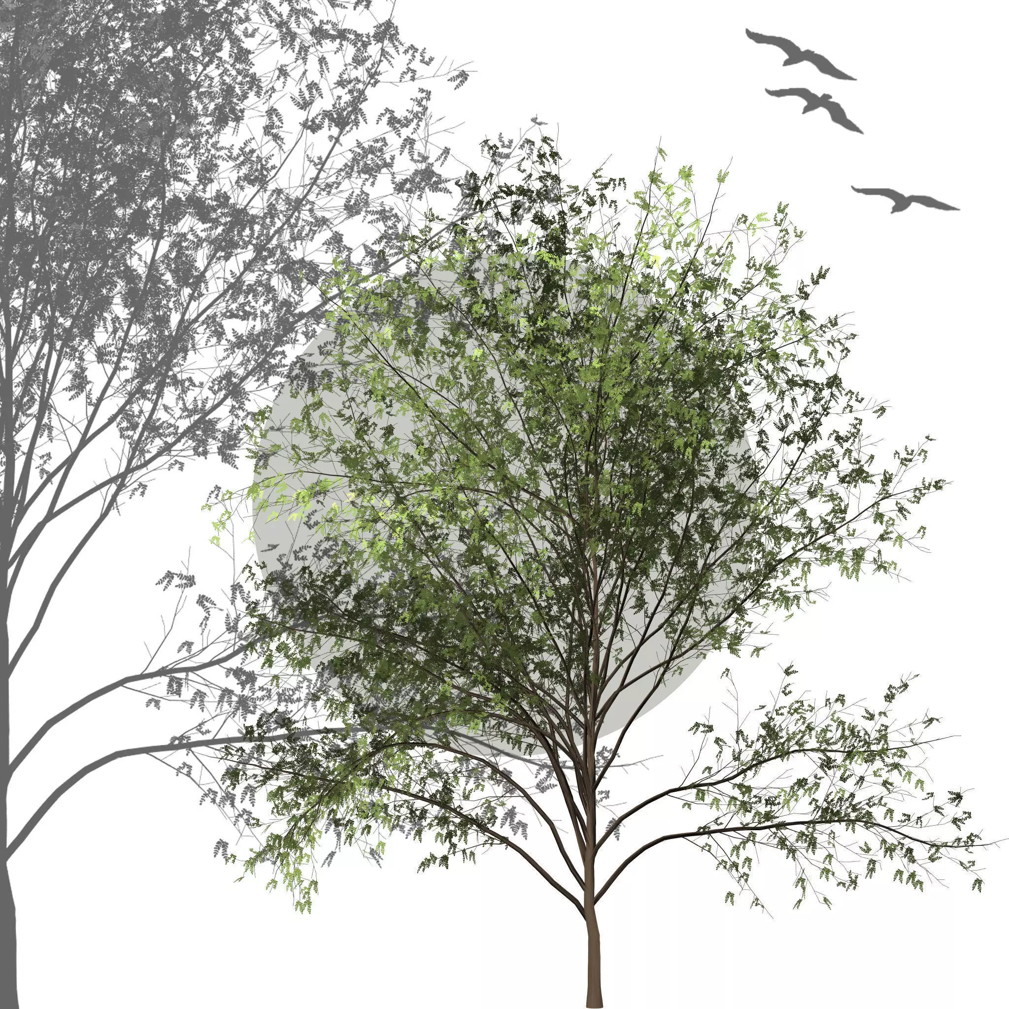 White Acacia Texture_0