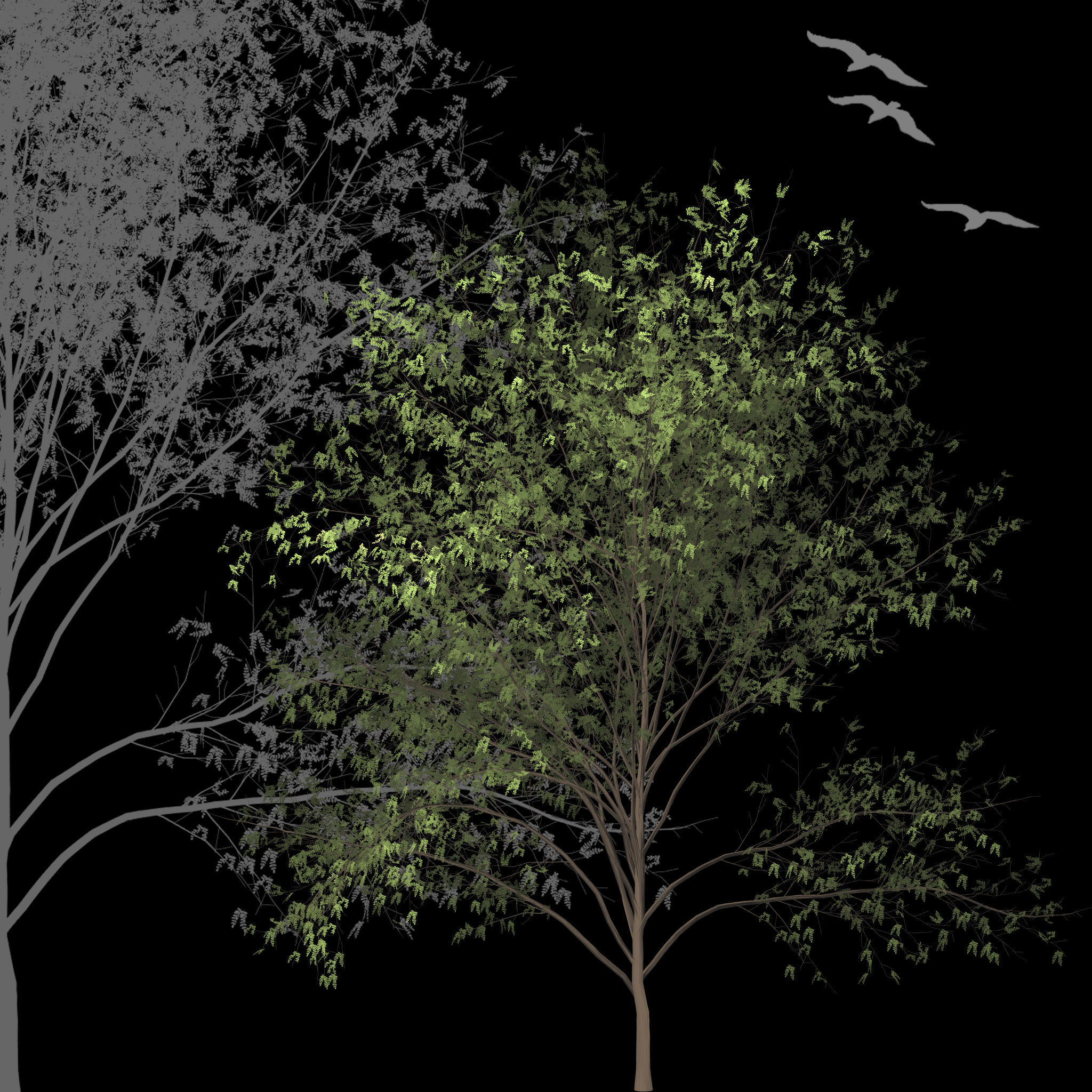 White Acacia Texture_1