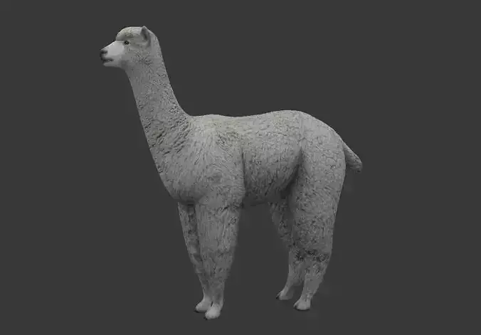 white Alpaca