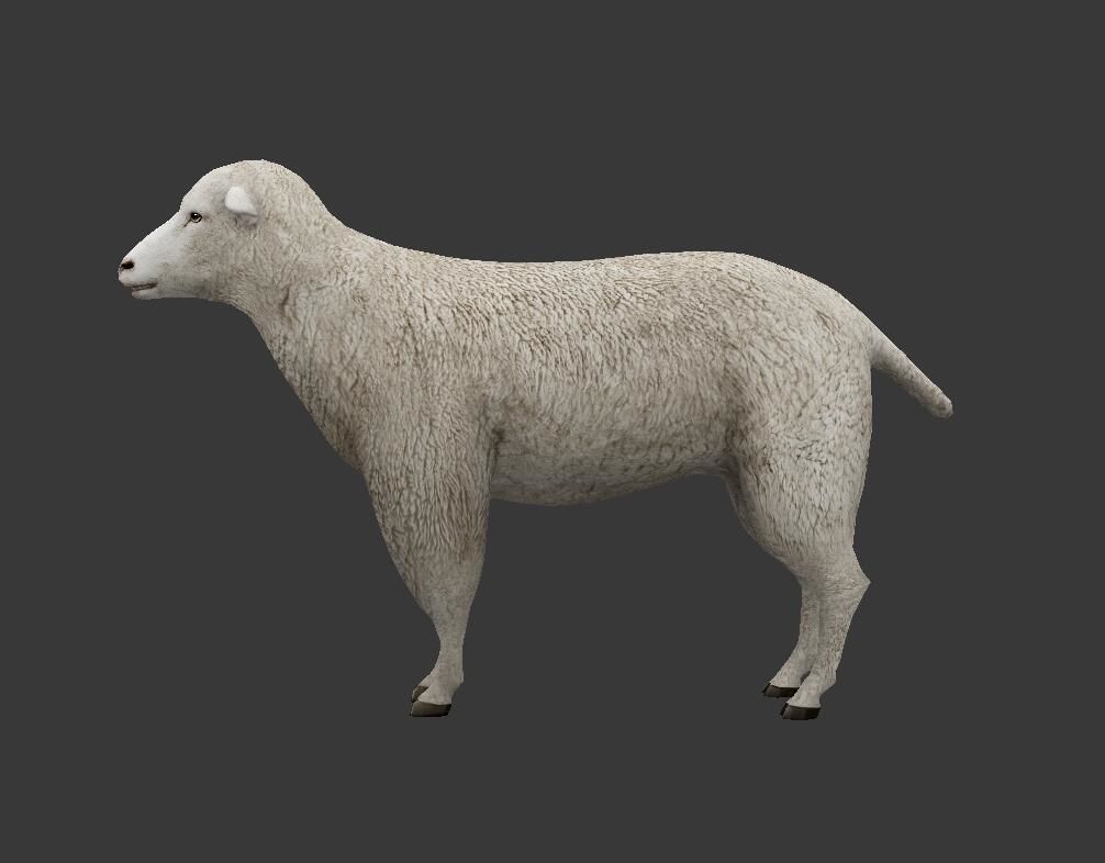 sheep Low-poly 3D model_1