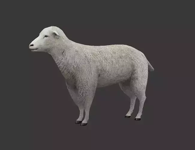 sheep