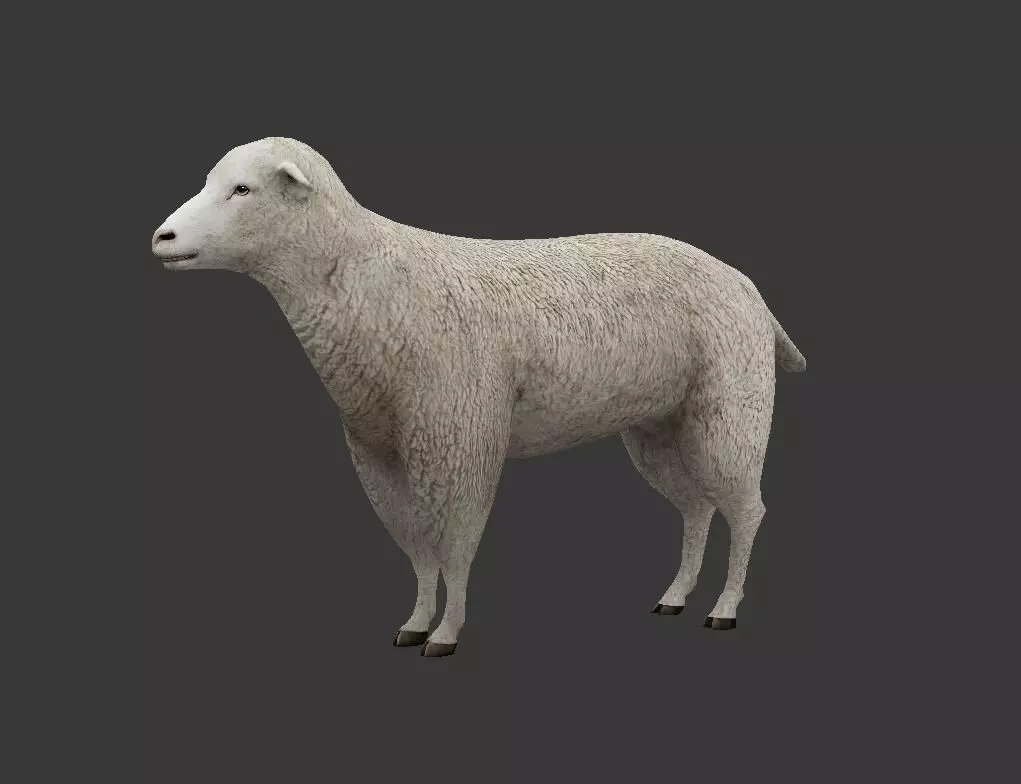 sheep Low-poly 3D model_0