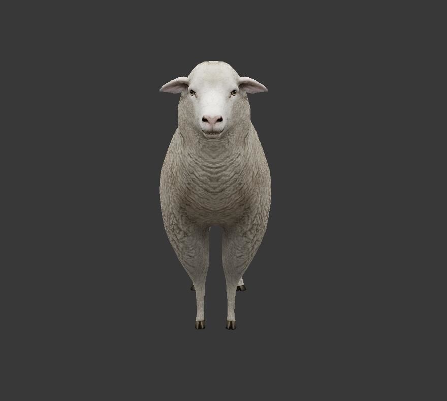 sheep Low-poly 3D model_6