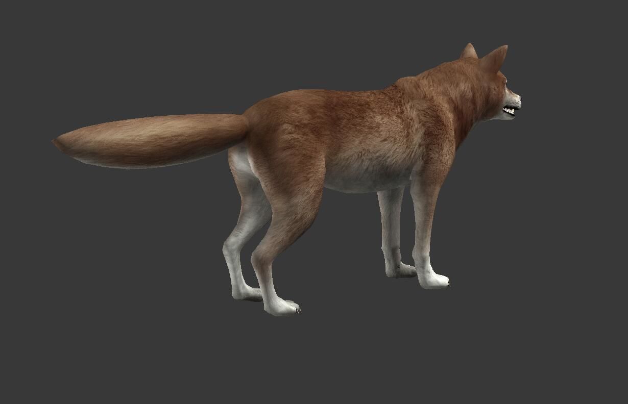 Brown Wolf Low-poly 3D model_5