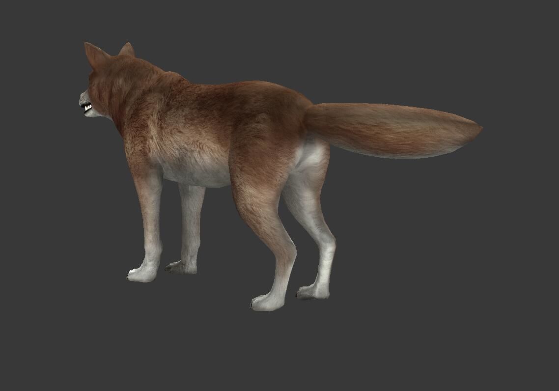 Brown Wolf Low-poly 3D model_3
