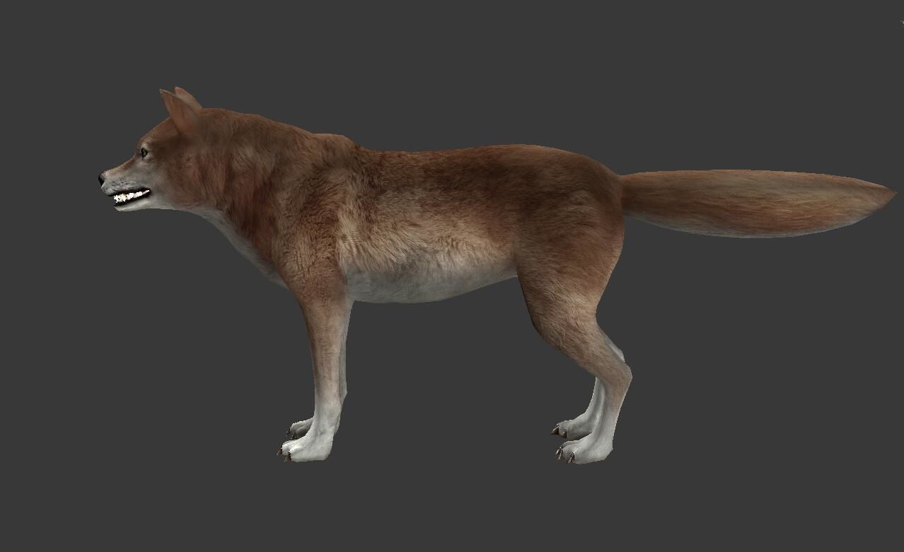 Brown Wolf Low-poly 3D model_2