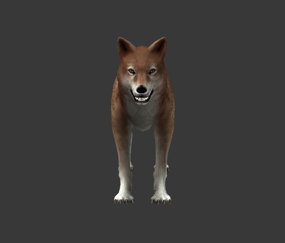 Brown Wolf Low-poly 3D model_6