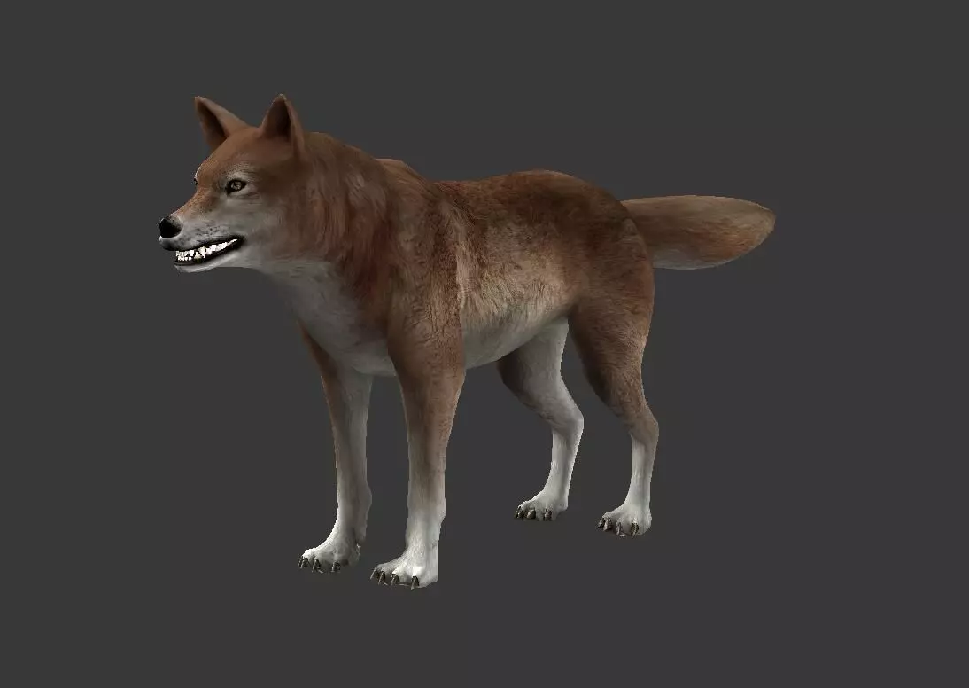 Brown Wolf Low-poly 3D model_0