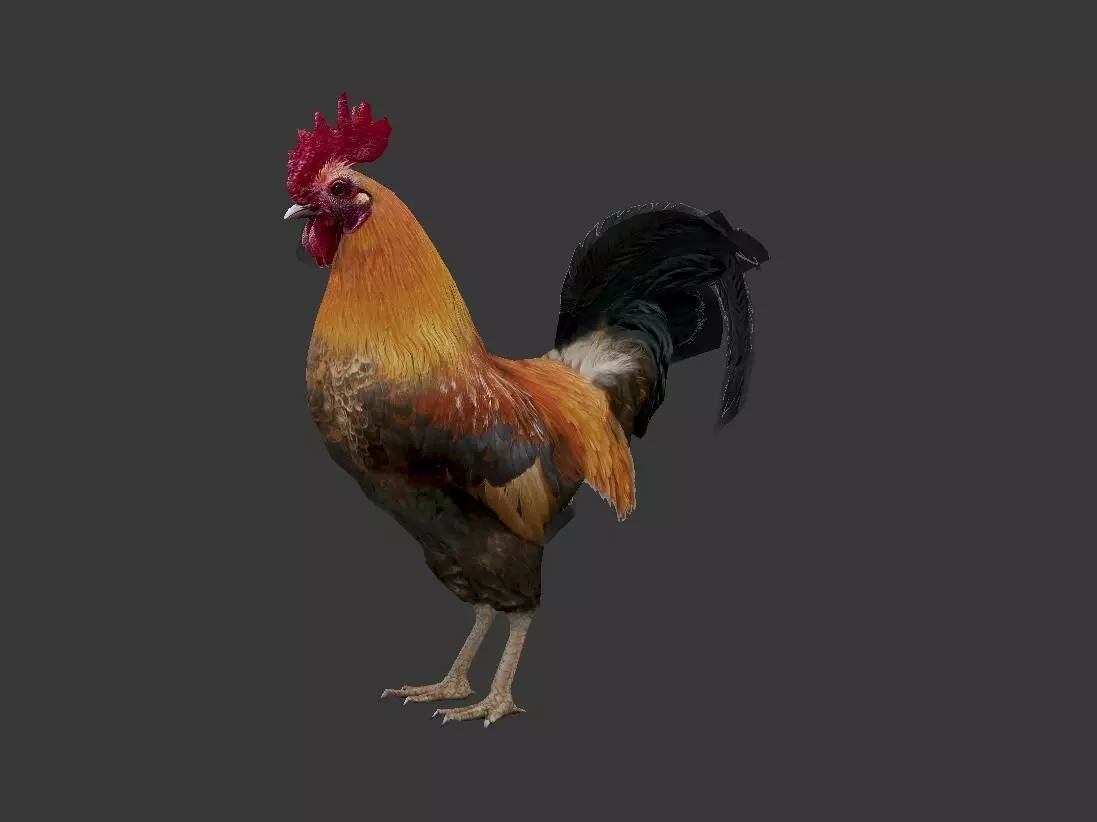 Cock  Rooster Low-poly 3D model_0